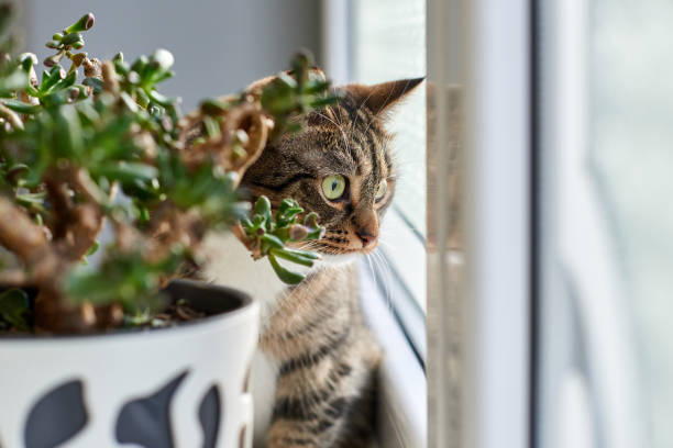 istock Cat looks out the window.Cat plays with flowers 1205308429