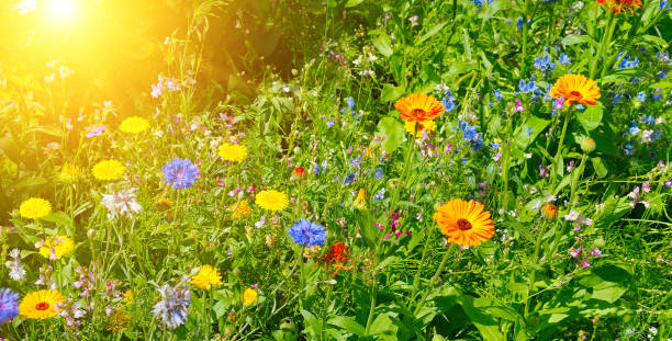 istock Background of wild flowers and sun. 1205308675