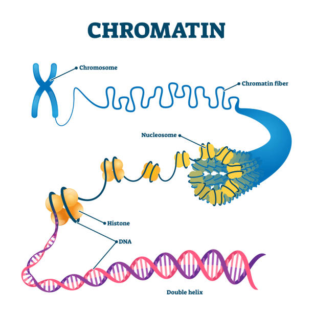 크로마션 생물학적 다이어그램 벡터 일러스트 - chromosome stock illustrations