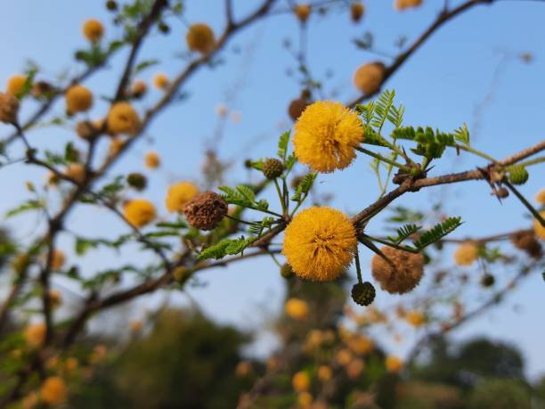 Vachellia nilotica flowers. Gum arabic tree, babul, thorn mimosa,Egyptian acacia or thorny acacia is a tree in the family Fabaceae. It is native to Africa, the Middle East and the Indian subcontinent.