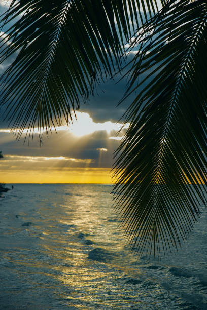 istock Holbox island sunset beach palm tree tropical in Mexico. 1205309888