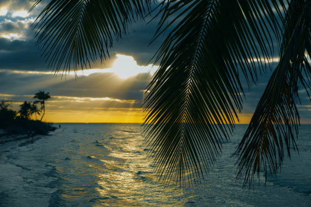 istock Holbox island sunset beach palm tree tropical in Mexico. 1205309910