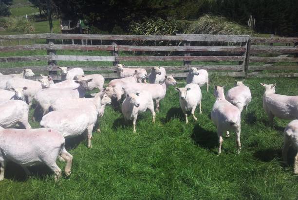 beaucoup de moutons cisaison s’agitent sur une prairie dans une clôture en nouvelle-zélande - shaved sheeps photos et images de collection