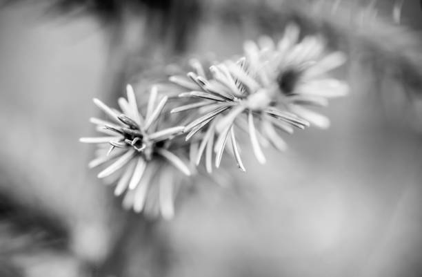 Macro, extreme close-up of a Norway Spruce branch.