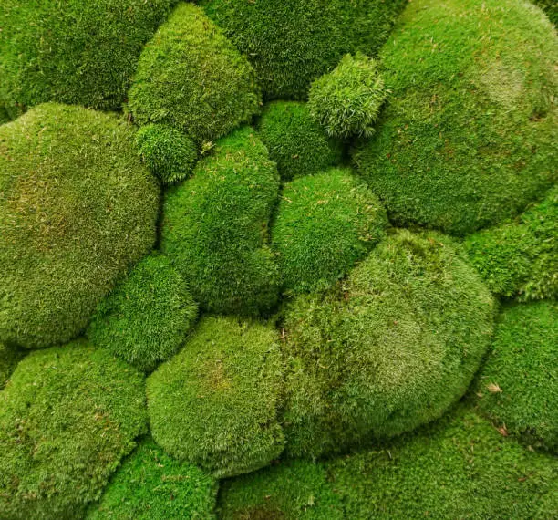 Green reindeer moss isolated, moss background for wallpaper
