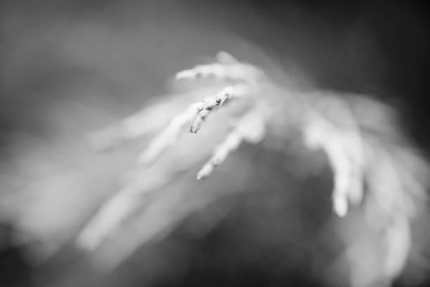 Macro, extreme close-up of a Norway Spruce branch.