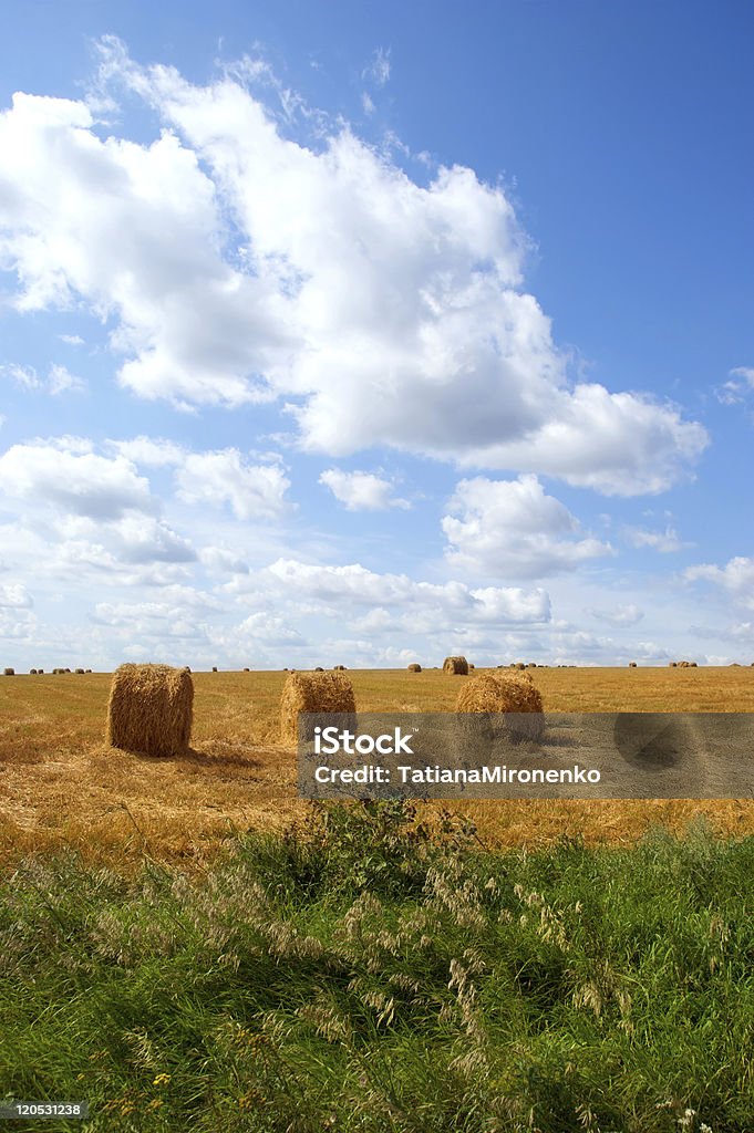 Campo com Feno fardos - Royalty-free Agricultura Foto de stock