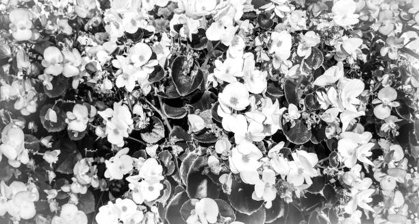 istock Beautiful wildflowers in a black and white background. Top view, background for design. 1205312865