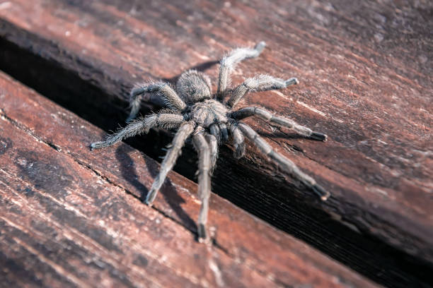 hairy tarantula spider live scary hairy tarantula spider in nature arachnology stock pictures, royalty-free photos & images