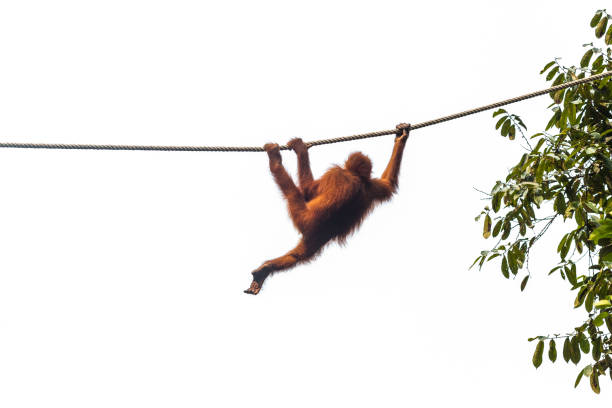 An Orangutan (Pongo) at Sydney Zoo in Sydney, NSW, Australia (Photo by Tara Chand Malhotra)