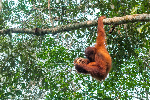 istock Young orangutan drinking coconut holding it with three hands while hanging on the branch on one hand 1205312985