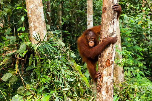 Teen wild orangutan climbing down the tree in the forest of Borneo, Malaysia
