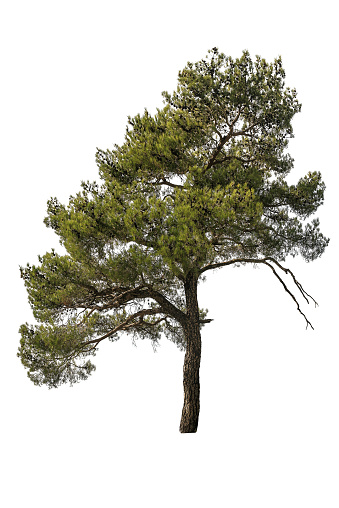 cedarwood pine isolated on white