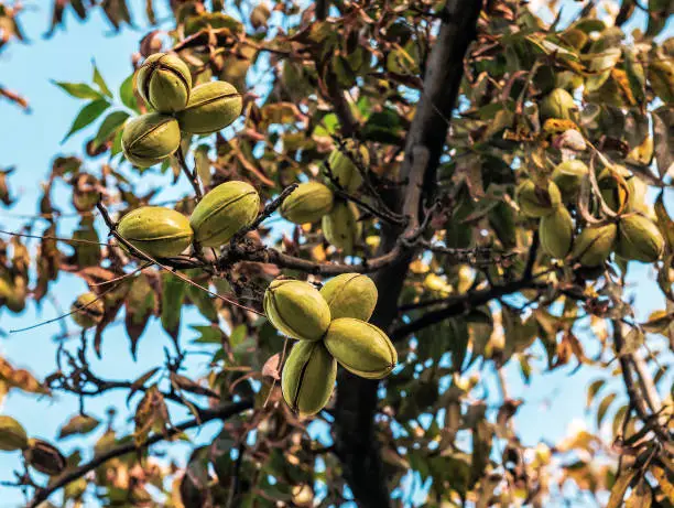 ripe pecans nut on the tree