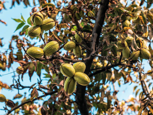 nozes nozes na árvore - pecan - fotografias e filmes do acervo