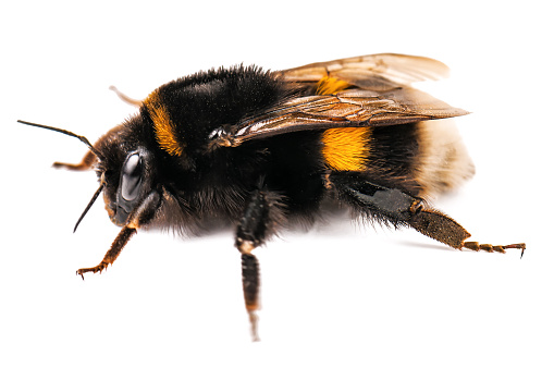 Monarda 'Croftway Pink`\nSummerday in a garden: single buff tailed bumblebee going to pollinates a bergamot flower head.