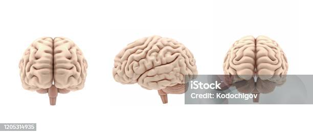 3d Set Glossy Brain Rendering Isolated On White Background Stock Photo - Download Image Now