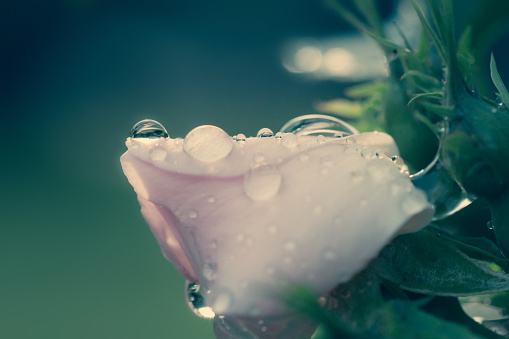 Close-up of a white rose, coverd with drops of water, photo takn on a sunn jl morning