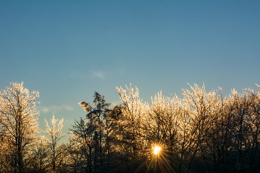 Golden morning sun rises behind ice covered branches of trees in the aftermath of a winter storm
