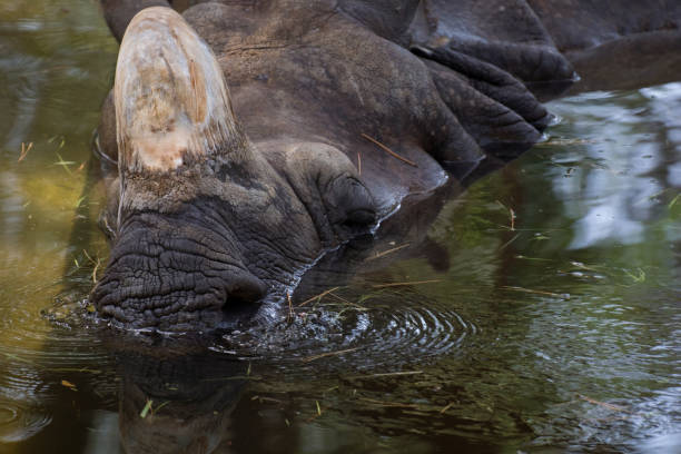 istock Indian rhino resting on a pond 1205317219