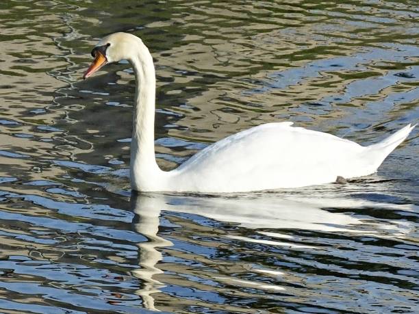 istock Mute Swan (Cygnus olor) - swimming in a Florida lake 1205317442