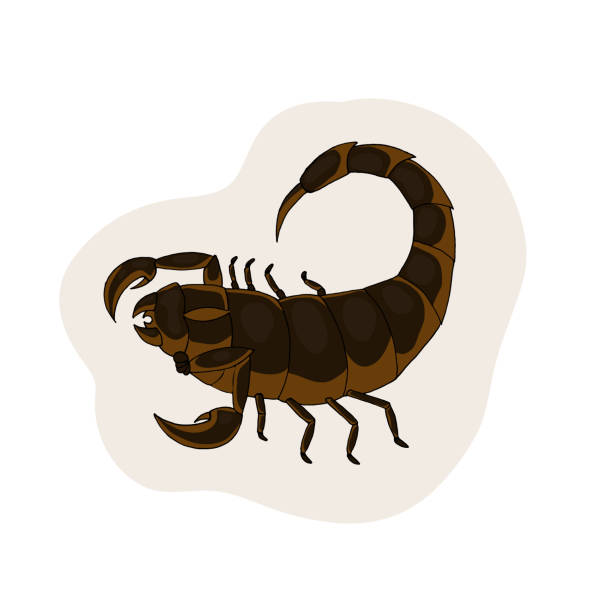 Brown scorpion. Brown scorpion. Vector illustration. White background. scorpio zodiac sign. scorpions drawings stock illustrations