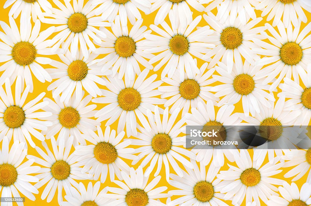 Fresh daisies su sfondo giallo - Foto stock royalty-free di Margherita