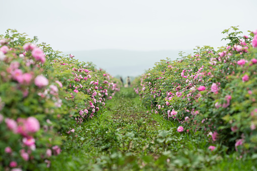 Field of Damascena roses in sunny summer day . Rose petals harvest for rose oil perfume production. village Guneykent in Isparta region, Turkey a real paradise for eco-tourism.