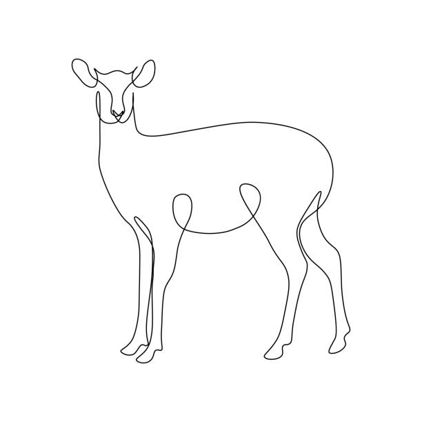 Roe deer Roe deer in continuous line art drawing style. Minimalist black linear sketch isolated on white background. Vector illustration bushbuck stock illustrations