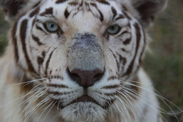 istock Close-up of a White Tiger 1205326053