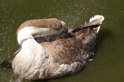 Swan Goose taking a shower at a lake.