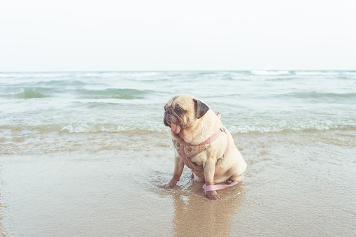 Portrait of cute pug dog take a rest on the beach in vacation time. Enjoy summer concept.