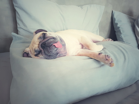 Cute pug dog sleep rest in the bedâ onâ pillow and tongue sticking out in the lazy time.â Looksâ sleepy