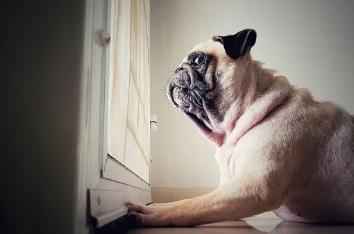 A cute pug dog puppy is sit and waiting owner bring to play outside at the door.