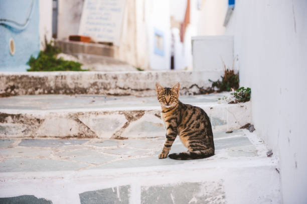 istock Cat sitting on the stairs, Greece 1205327562