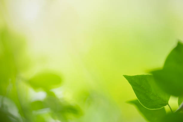 istock Close up of nature view green leaf on blurred greenery background under sunlight with bokeh and copy space using as background natural plants landscape, ecology wallpaper concept. 1205327591