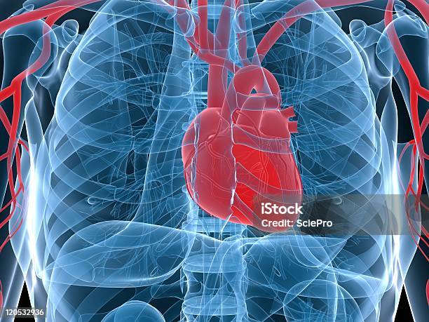 Foto de Computador Gerado Raiox Do Coração Humano No Peito e mais fotos de stock de Anatomia