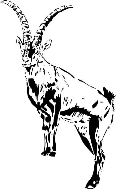 Capra pyrenaica hispanica - Montserrat B&W illustration Goat with long horns draw ibex stock illustrations
