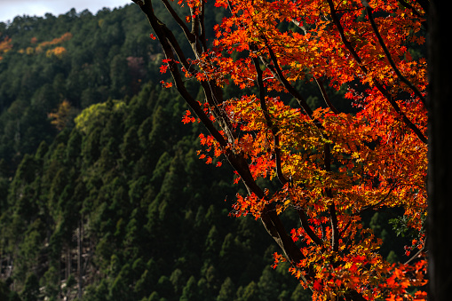 Picturesque scene of autumn in Japan