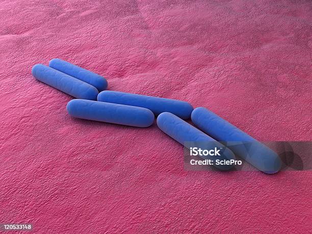 Bactéria Bacillus Subtilis - Fotografias de stock e mais imagens de Bactéria - Bactéria, Bactéria Bacillus subtilis, Biologia