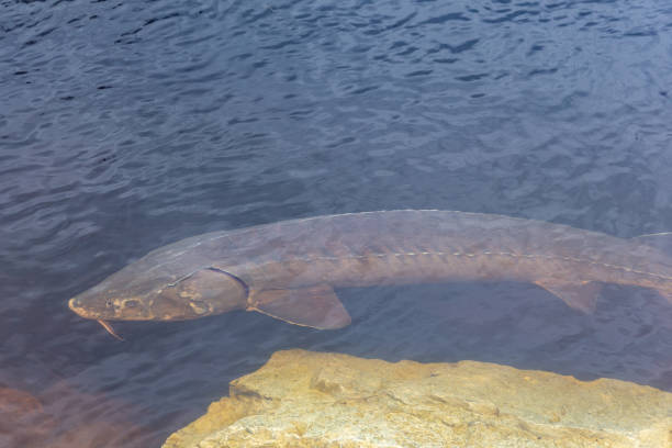 l’esturgeon frayant dans la nature - saltwater fish freshwater fish pond sturgeon photos et images de collection