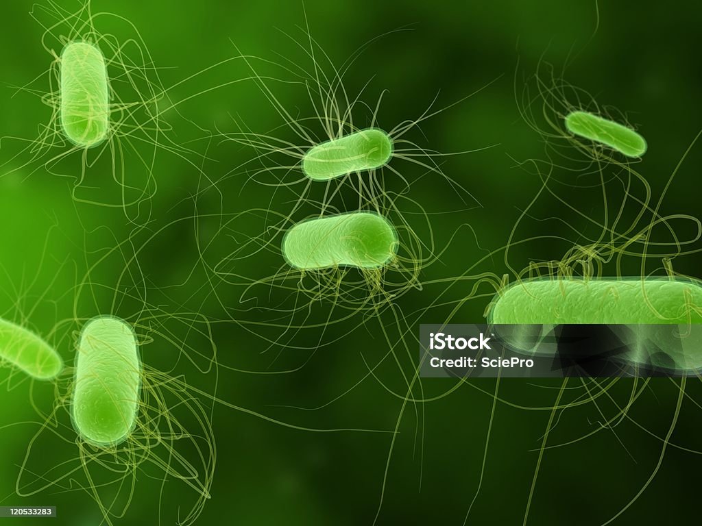 A bactéria e. coli - Royalty-free Bactéria Foto de stock