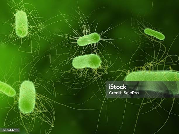 Foto de E Coli Bactérias e mais fotos de stock de Bactéria - Bactéria, Biologia, Ciência