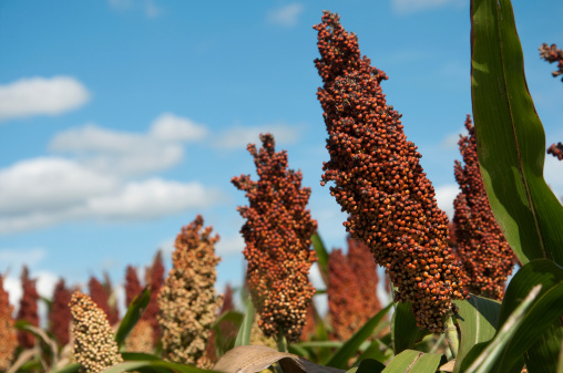 Sorghum or Millet field agent blue sky background