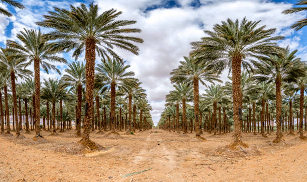 istock Plantation of date palms 1205339387