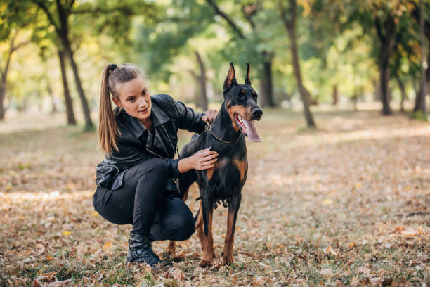 istock Woman playing with her Doberman in the park 1205339525