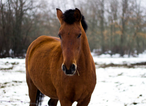 istock brown horse in the snow 1205340089
