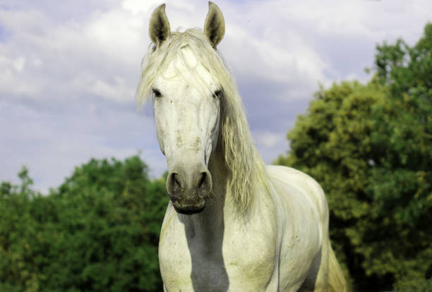 istock white horse in the field 1205340132