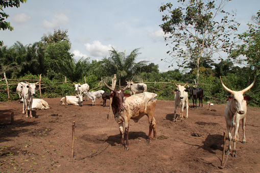 cows face the camera in dry pasture