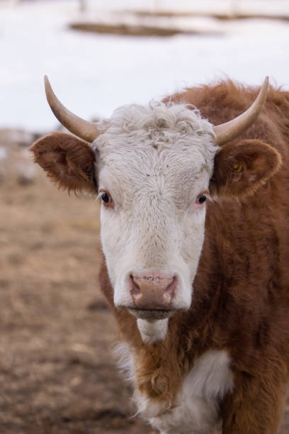 Portrait of a cow with a white heart shape on the head